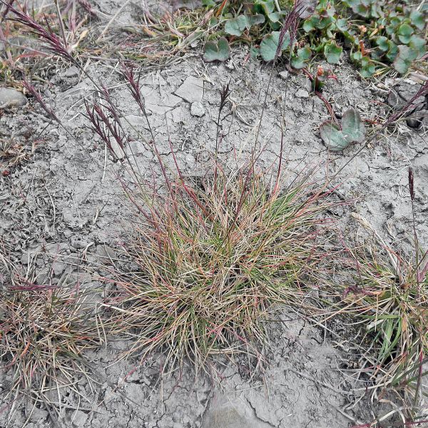 Festuca viviparoidea Svalbard Longyearbyen 2014 1 A.Elven a